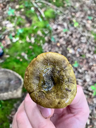 Manddrabet mælkehat