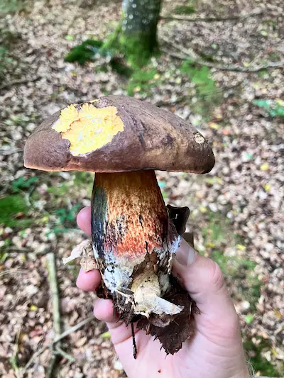 Punktstokket indigo rørhat