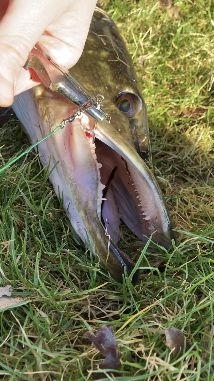 Gedde kroget yderligt